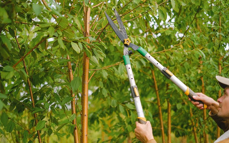 Tree trimming in Jarrell, TX